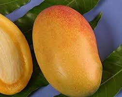 Honey Kiss mango