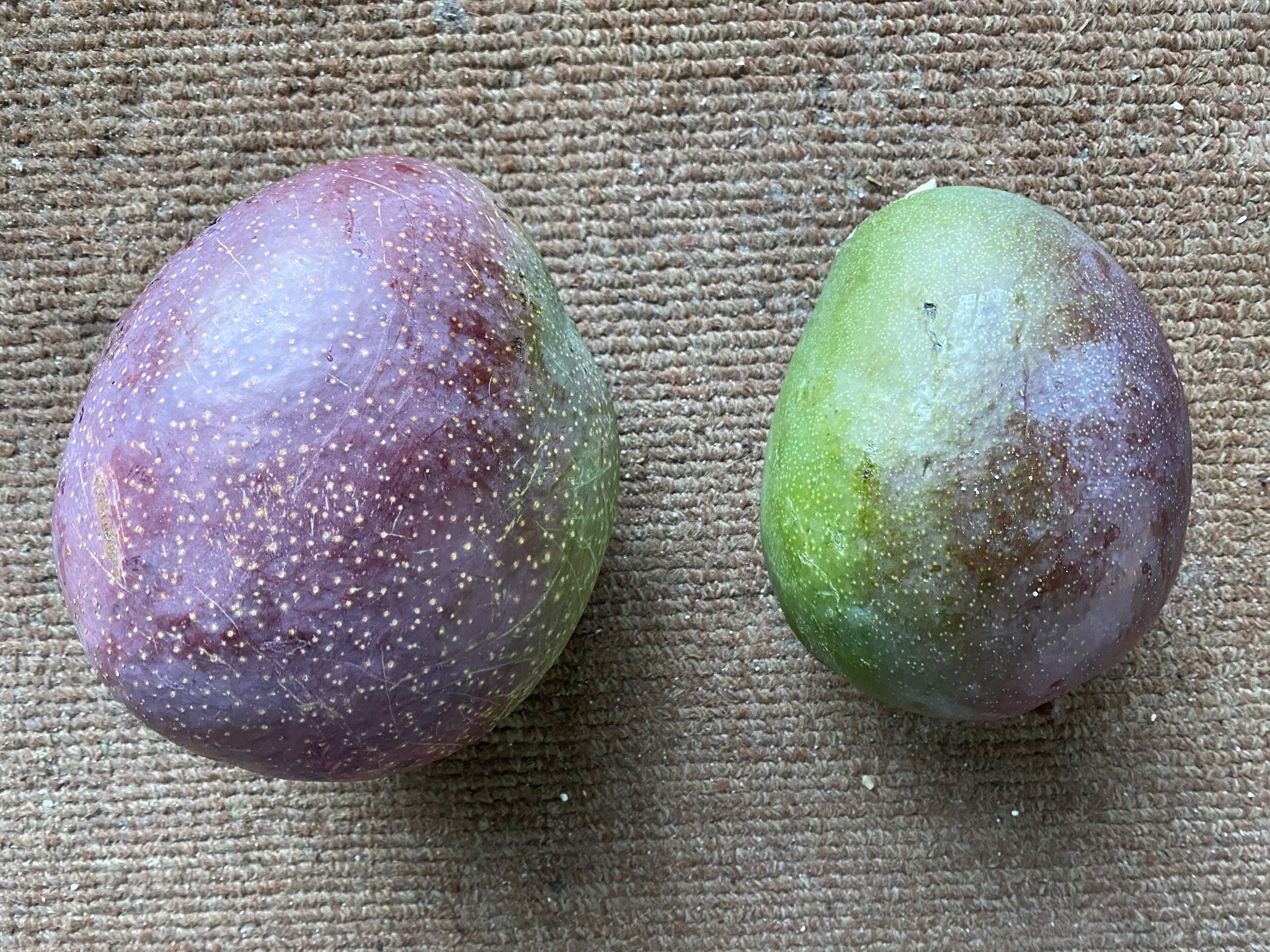 Fresh tropical mangoes