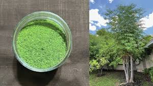 Moringa Powder